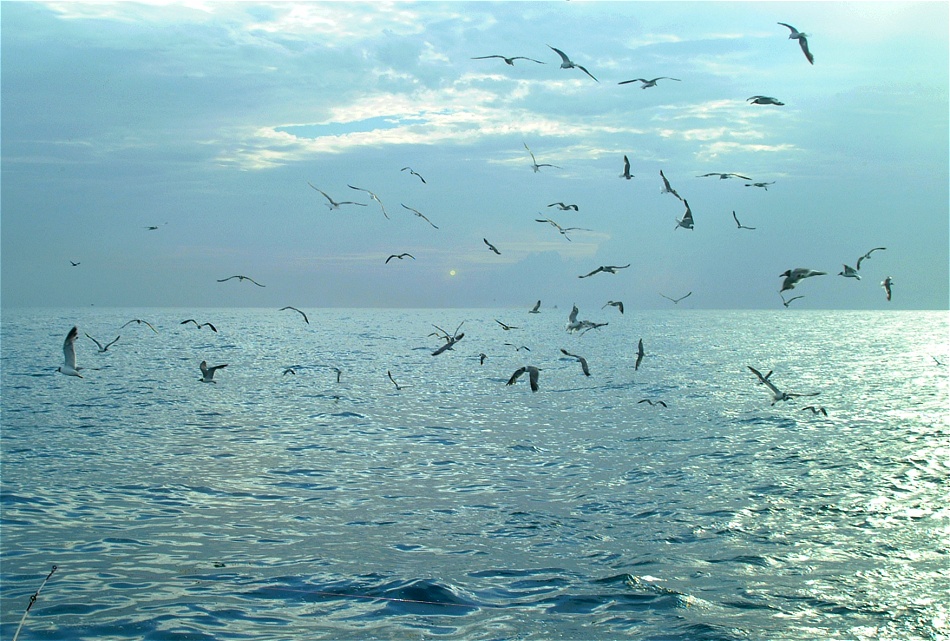 (17) Dscf2642 (seagull feast at sea).jpg   (950x641)   280 Kb                                    Click to display next picture